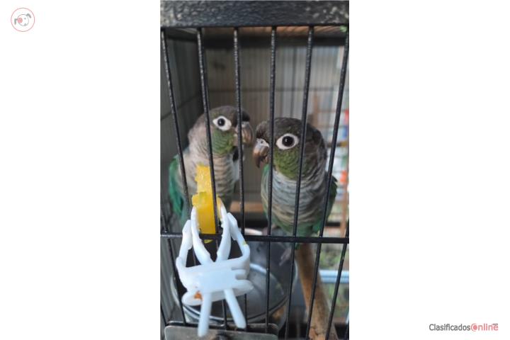 2 Green Cheek Machos con Jaula Puerto Rico