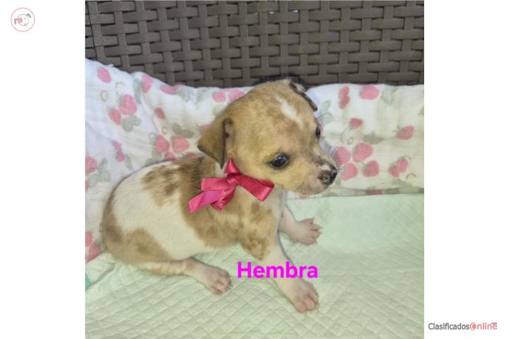 Chihuahua en Isabela