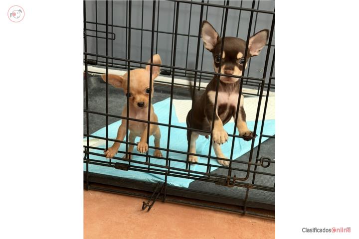 Chihuahua Puerto Rico