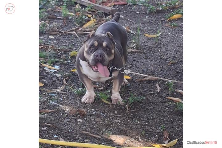 Bully hembra 2 años Cayey Puerto Rico