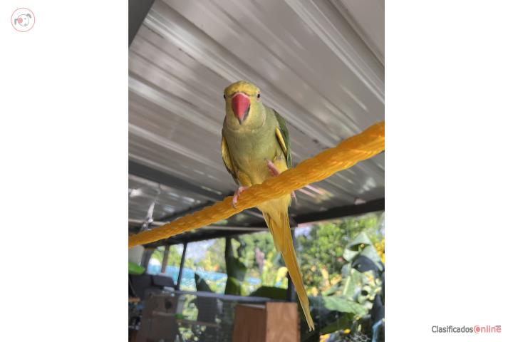 RingNeck Cleartail Hembra  Puerto Rico