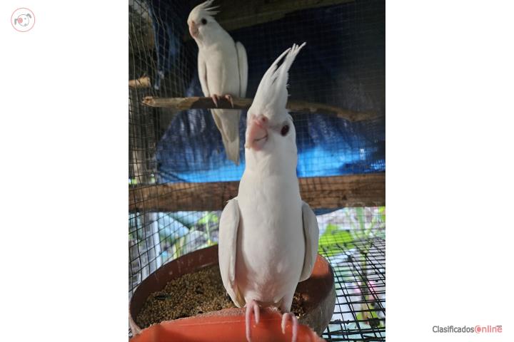 Cocatiel albino  Puerto Rico
