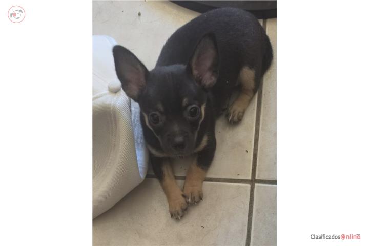 Chihuahua  Puerto Rico