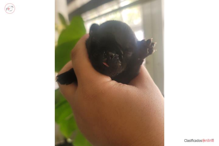 Pug Puerto Rico