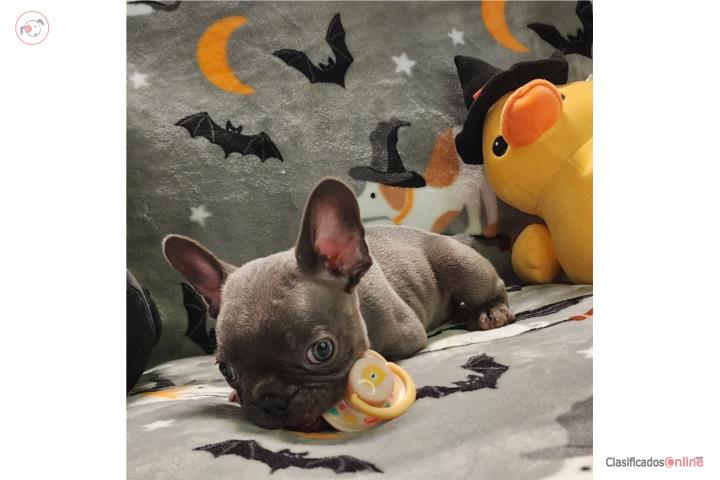 French Bulldog Macho Blue 2 Meses Puerto Rico