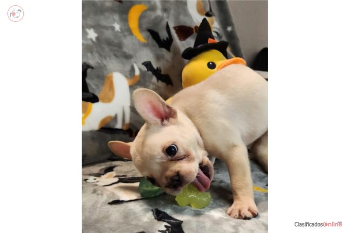 French Bulldog Macho Crema 2 Meses Puerto Rico