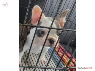 Puerto Rico French Bulldog Macho 2 Meses Blue Piedbold , Perros Gatos y Caballos