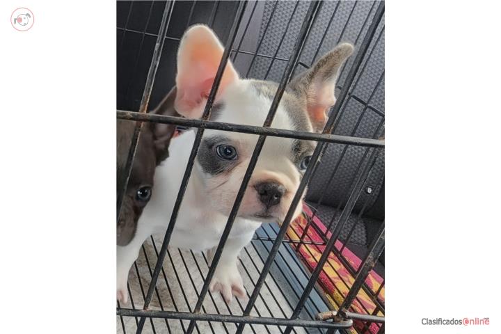 French Bulldog Macho 2 Meses Blue Piedbold  Puerto Rico