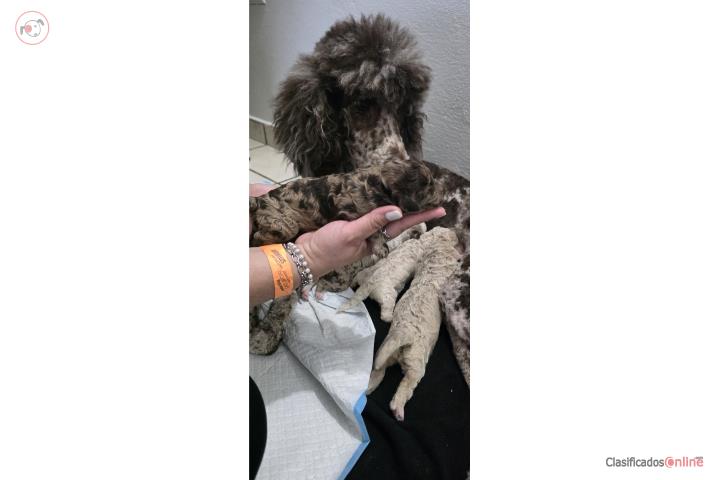 Standard Poodles AKC Puerto Rico