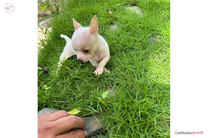 Chihuahuas nena Puerto Rico