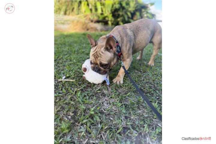 French Bulldog 1 año 9 meses  Puerto Rico