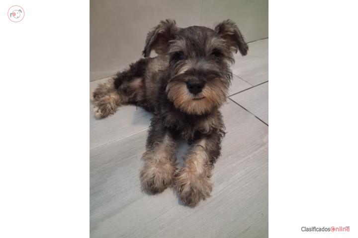Miniatura Schnauzer Puerto Rico