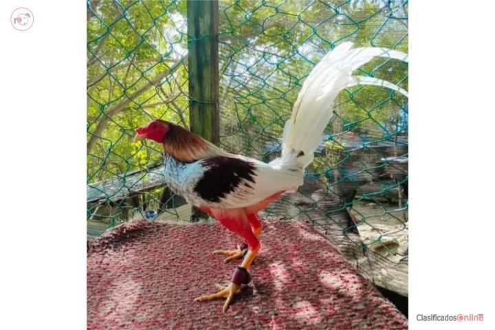 Dos padrotes probados y cuatro gallinas finas Puerto Rico