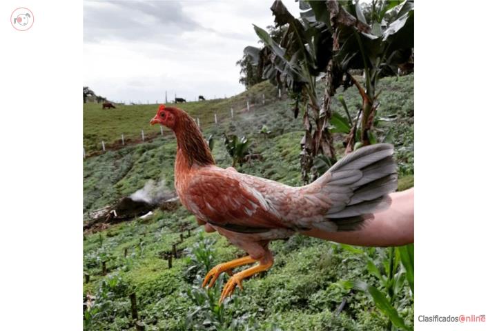 Gallinas finas para cantar escogidas Puerto Rico
