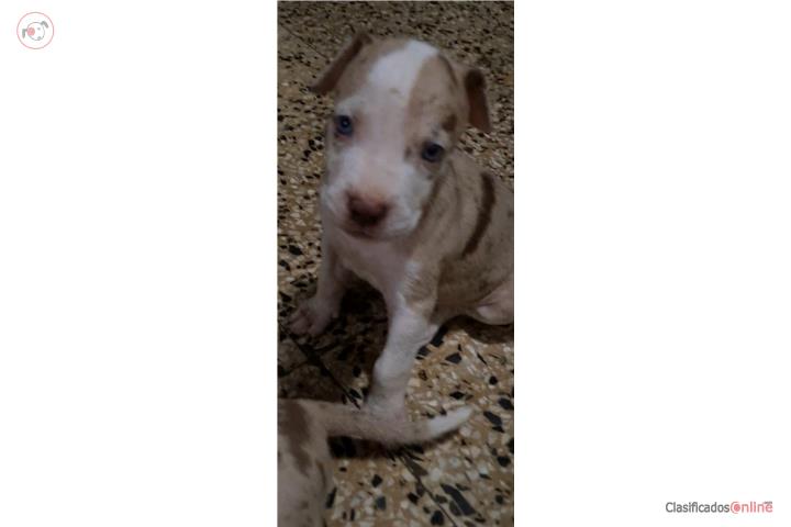 Pitbull Merle hembra Puerto Rico
