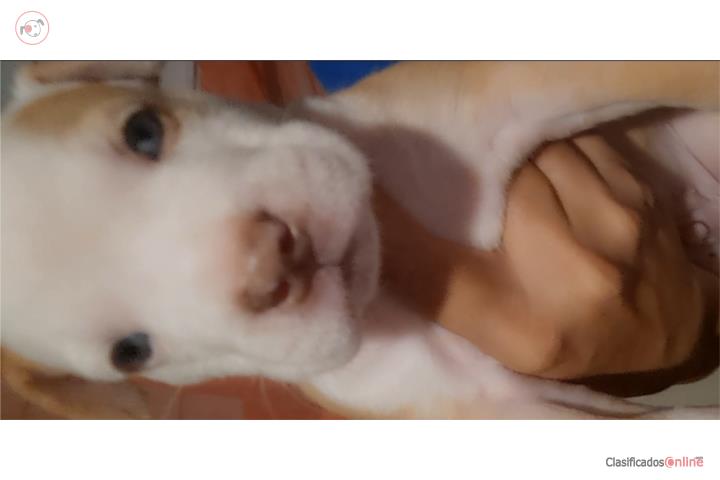 Pitbull  macho Puerto Rico
