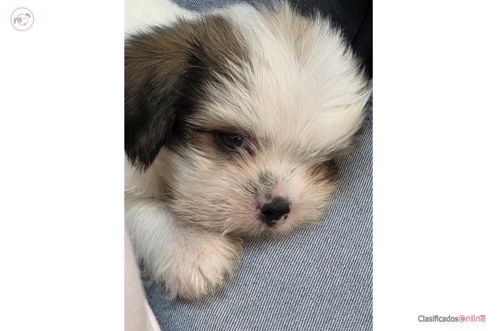 Perrito Shitzu Puerto Rico