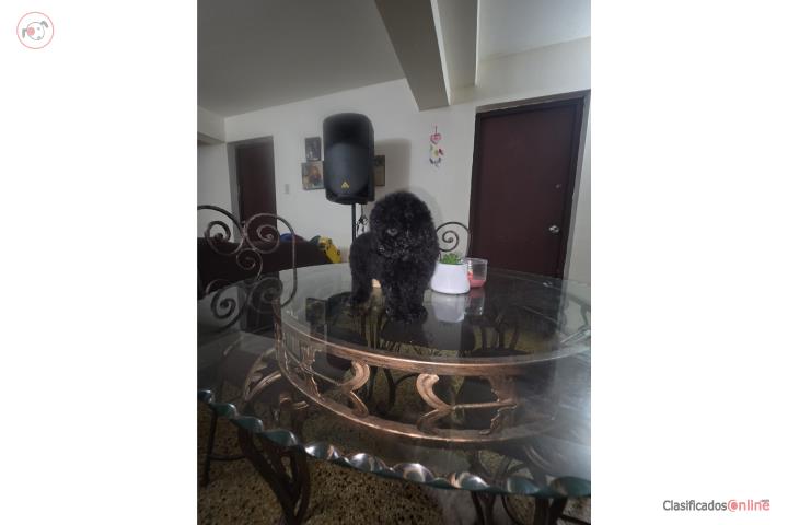 Toy Poodle AKC  Puerto Rico