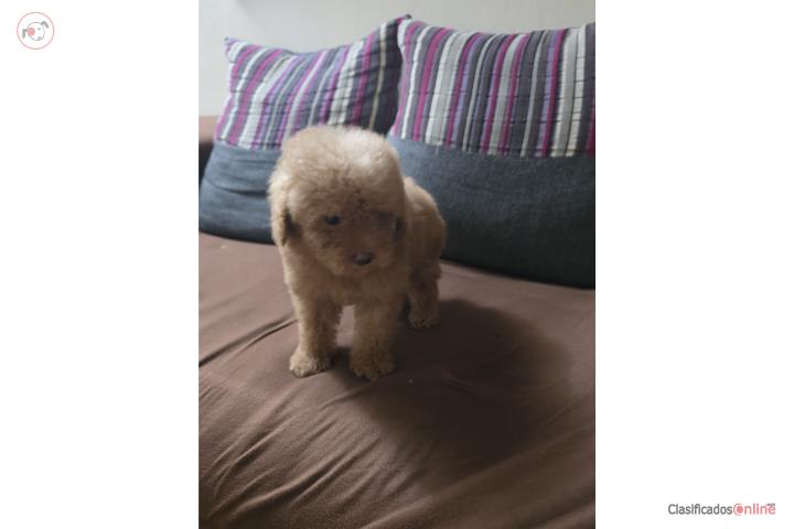 Toy Poodle AKC  Puerto Rico