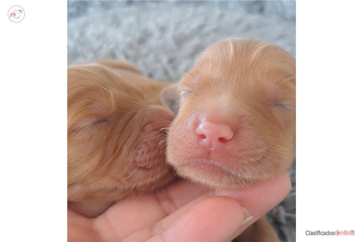 Hermosos Golden Retriever Puerto Rico