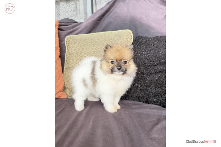 Pomeranian nena  Puerto Rico