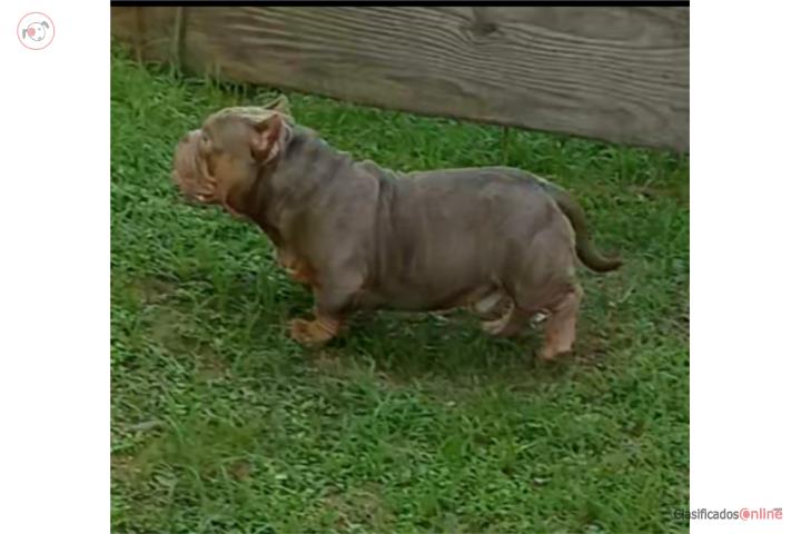 American Bully Stud Puerto Rico
