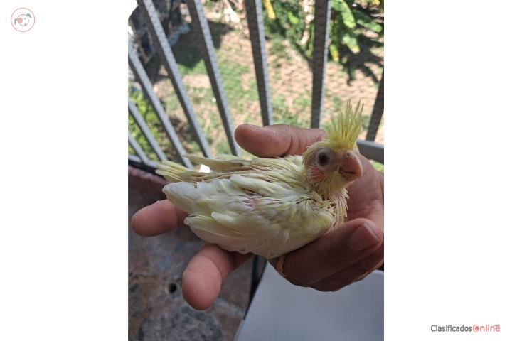 Cockatiel Bebe Puerto Rico
