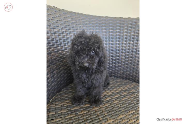 Toy Poodle Machos Papeles AKC  Puerto Rico