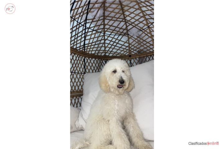 Standard Poodle  Puerto Rico