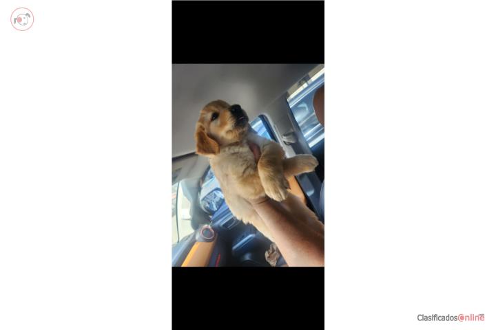 Hermosas Golden Retriever Puerto Rico