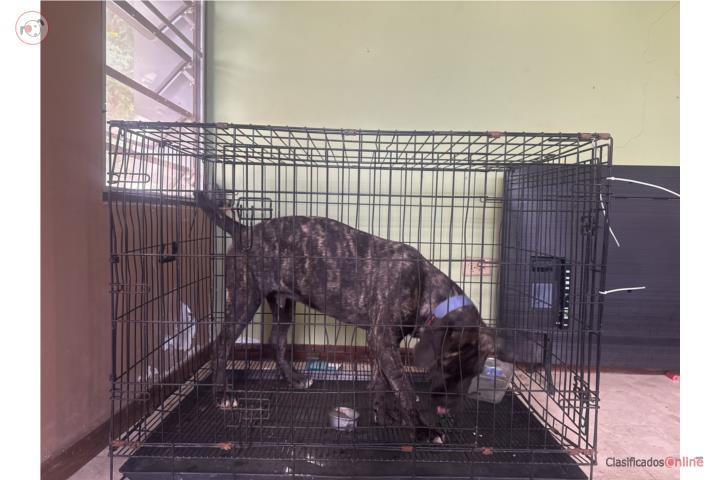 Cane corso Puerto Rico