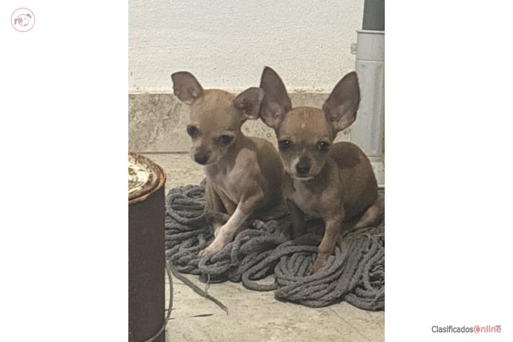 Chihuahuas Toy nenas las 2 Puerto Rico