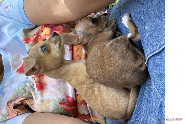 Chihuahuas toy nenas Puerto Rico