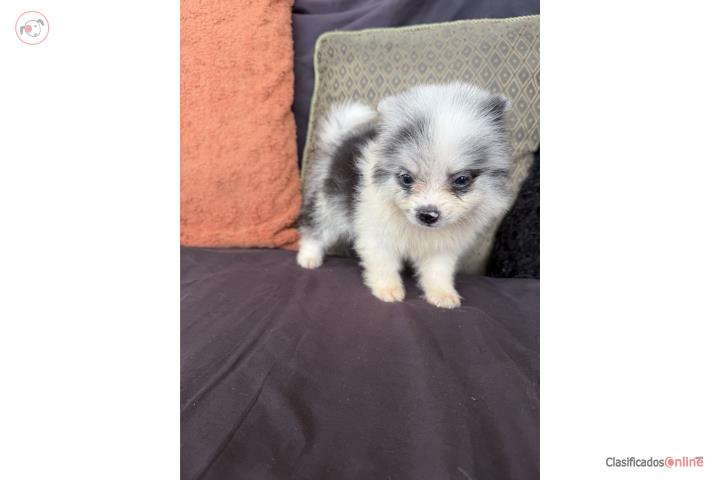 Pomeranian blue Merle  Puerto Rico