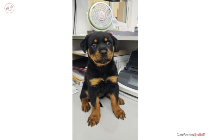 Rottweiler Hembras AKC Puerto Rico