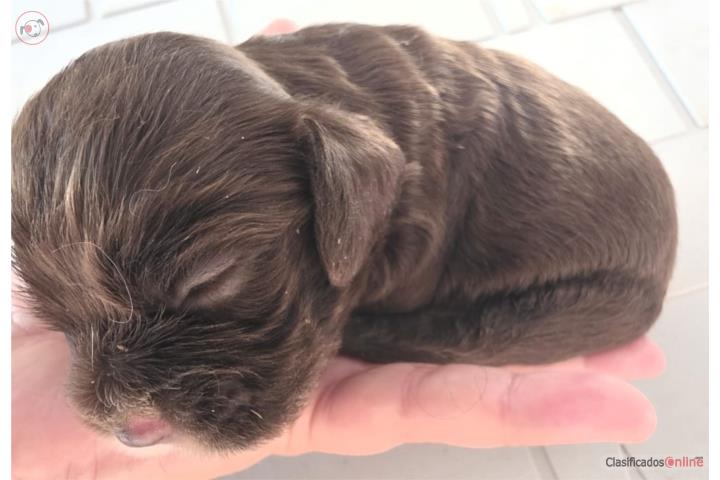 Hermosos Cocker Spaniels Chocolate bebe AKC  Puerto Rico
