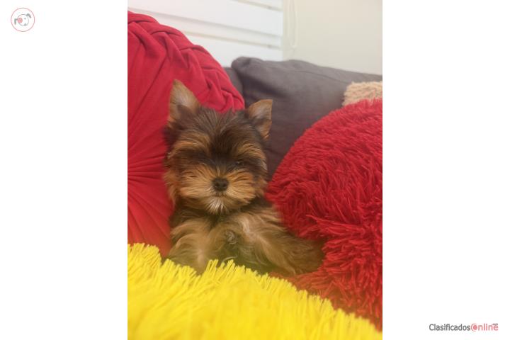 Hermoso Yorkie  Puerto Rico