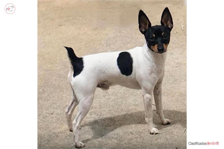 Fox terrier Puerto Rico