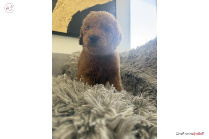 Standard Poodle Puerto Rico