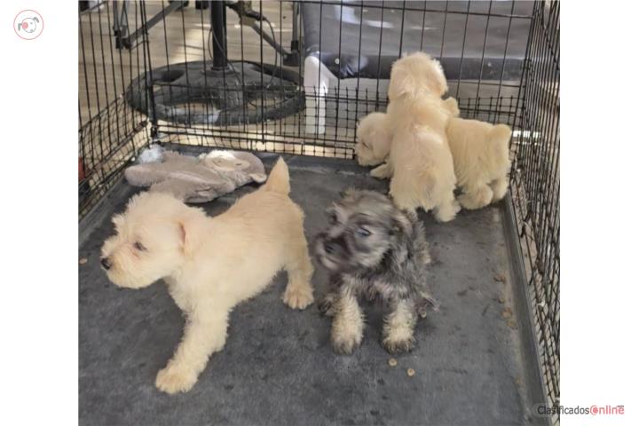 SCHNAUZER  Puerto Rico