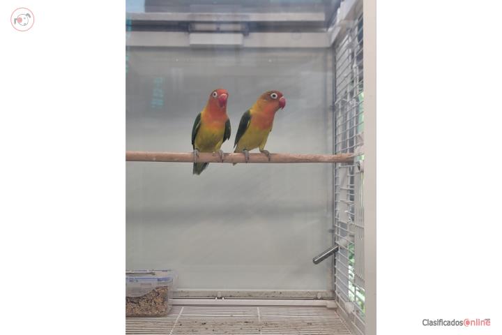 Lovebird Puerto Rico