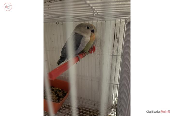 Lovebird Roseicollis Puerto Rico