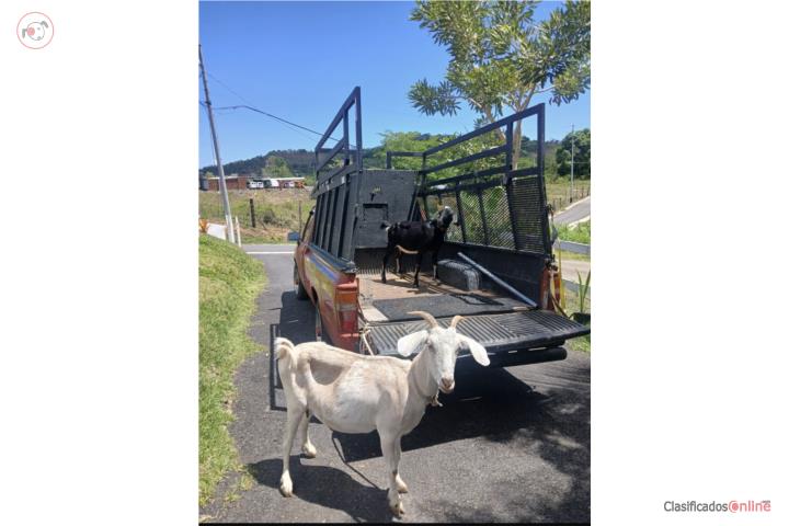 Pareja cabros jóvenes  Puerto Rico