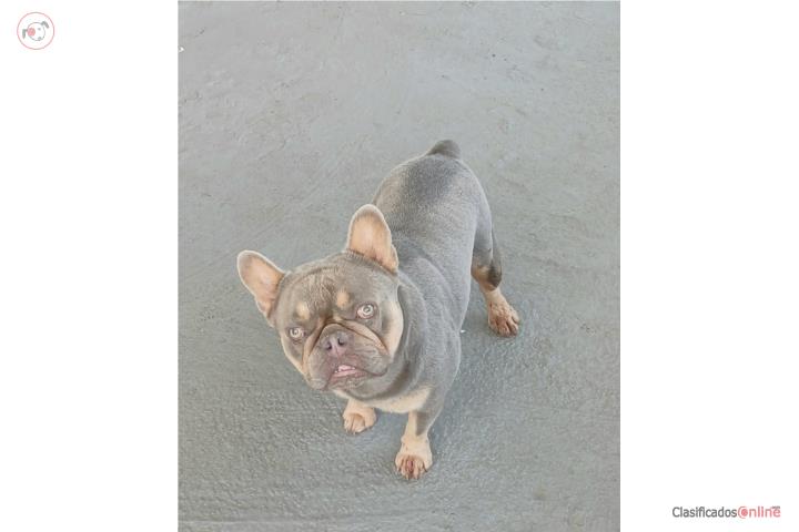 French bulldog macho 3 años Puerto Rico