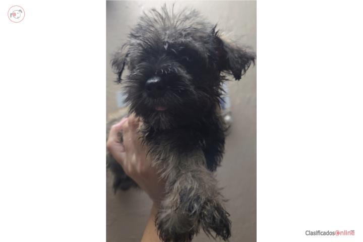 Schnauzer Puerto Rico