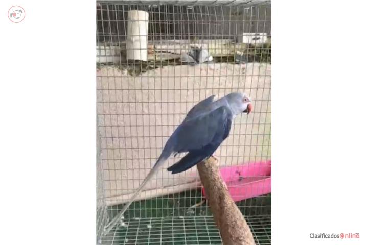 Ring neck clear tail Puerto Rico