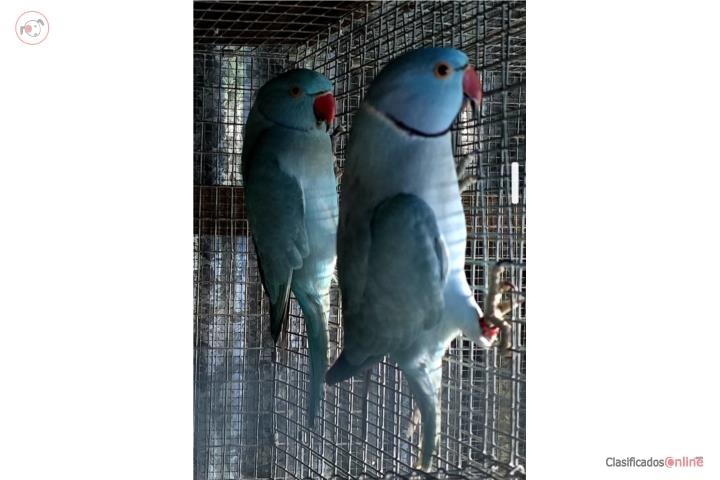 PAREJA DE RINGNECKS ADULTA   Puerto Rico