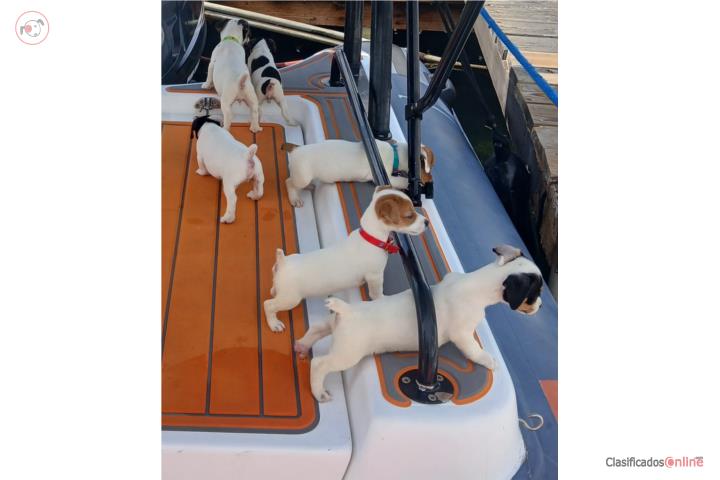 Jack rusell terrier  Puerto Rico