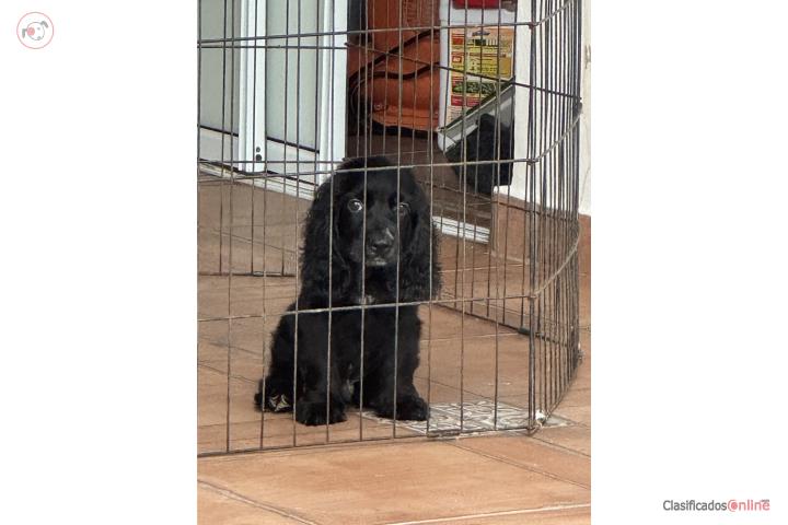 Cocker spanier English  Puerto Rico