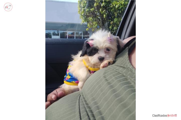 Hermosa shitzu puppy Puerto Rico